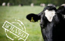 Healthy Cows